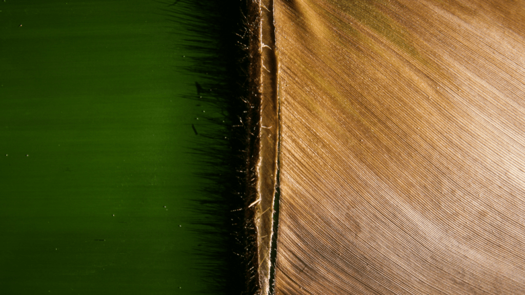 Nature’s Silent Engineer: The Bamboo That Builds a Panda’s&nbsp;World