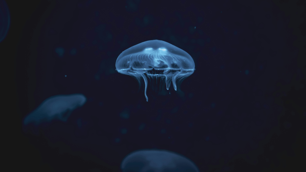 The Glow of the Ghost Jellyfish (Spooky Ocean Tale&nbsp;Series)