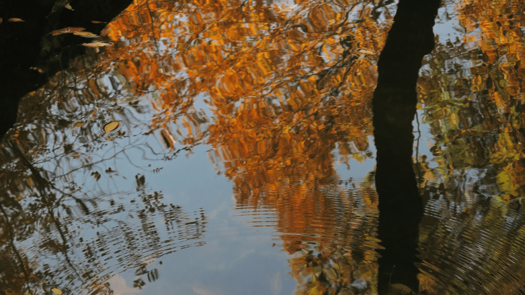 Liquid Mirrors: When Water Distorts&nbsp;Reality