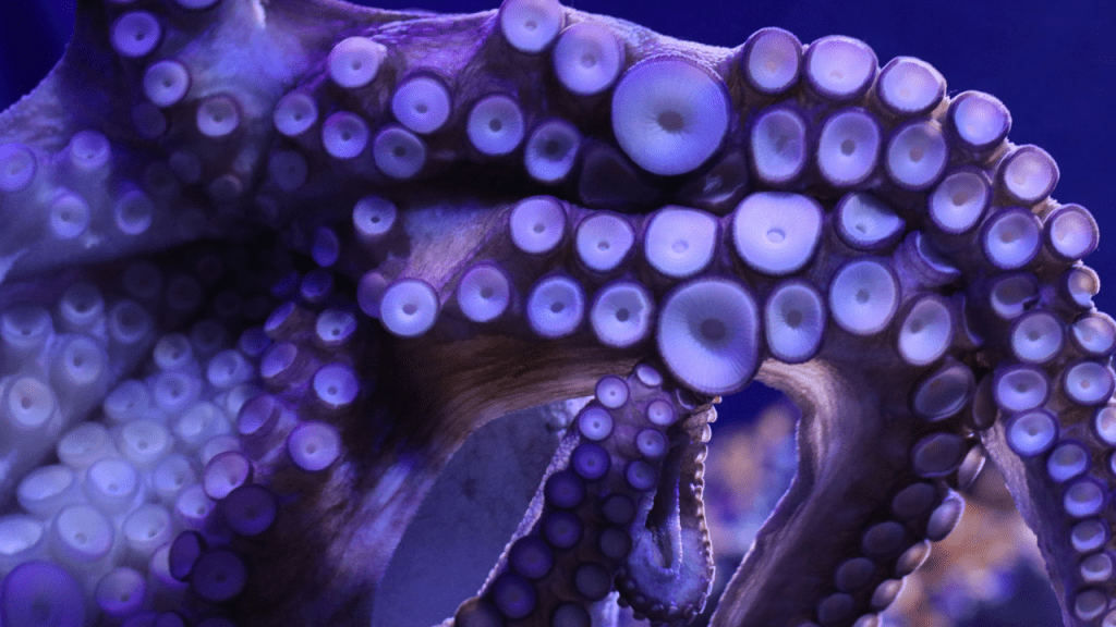 The Great Octopus Escape: Master of Currents and&nbsp;Flow